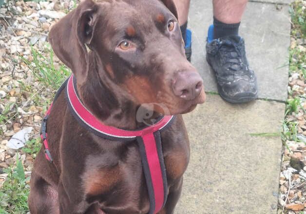 Doberman female £275 for sale in Exeter, Devon