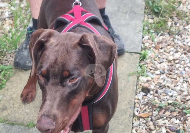 Doberman female £275 for sale in Exeter, Devon - Image 2