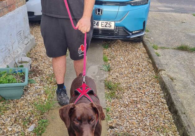 Doberman Puppies for sale in Devon