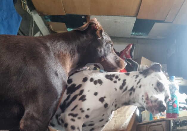 Doberman female £275 for sale in Exeter, Devon - Image 4