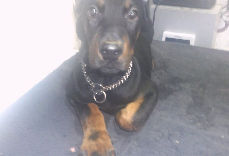 Doberman Female Pup for sale in Llanelli, Dyfed