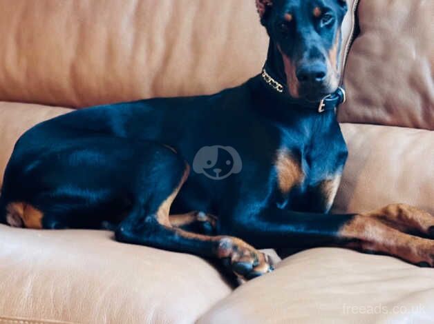 Doberman female stunning for sale in Sedgefield, County Durham