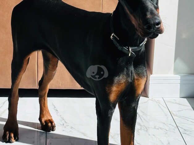 Doberman female stunning for sale in Sedgefield, County Durham - Image 2