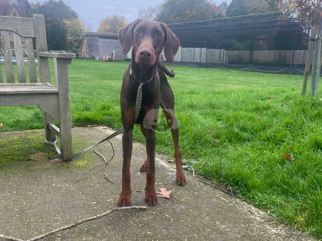 doberman for sale in Dorking, Surrey