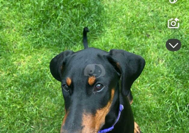 doberman for sale in Liverpool, Merseyside