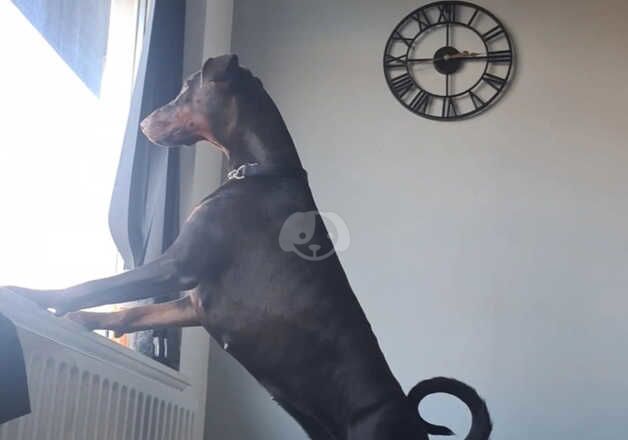 Doberman Puppies For Sale Under £1,000