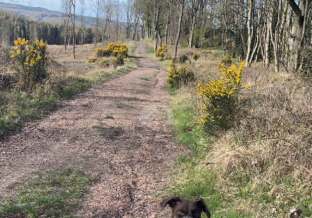 Dobermans for sale in Stanley, County Durham