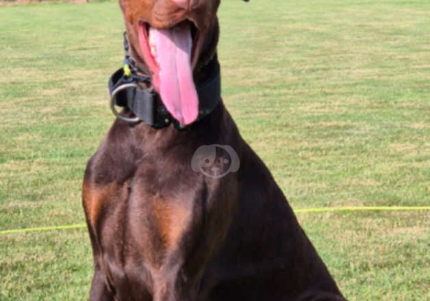 Doberman for sale in Westbury, Wiltshire