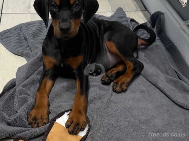 Doberman kc registered girl for sale in Stockport, Greater Manchester - Image 2