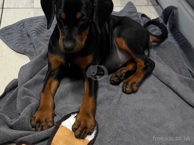 Doberman kc registered girl for sale in Stockport, Greater Manchester - Image 3