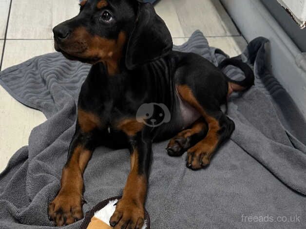 Doberman kc registered girl for sale in Stockport, Greater Manchester - Image 4