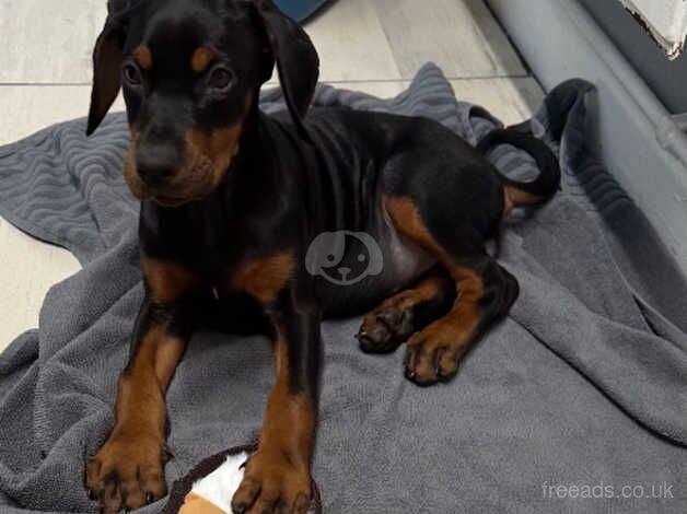 Doberman kc registered girl for sale in Stockport, Greater Manchester - Image 5