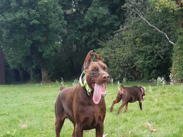 Doberman to a good home male for sale in Glasgow, Glasgow City - Image 2