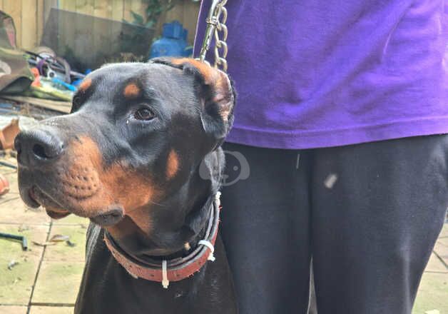 Dobermann male black & tan for sale in Street, Cumbria