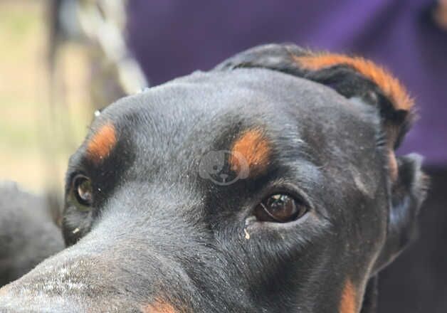 Dobermann male black & tan for sale in Street, Cumbria - Image 2