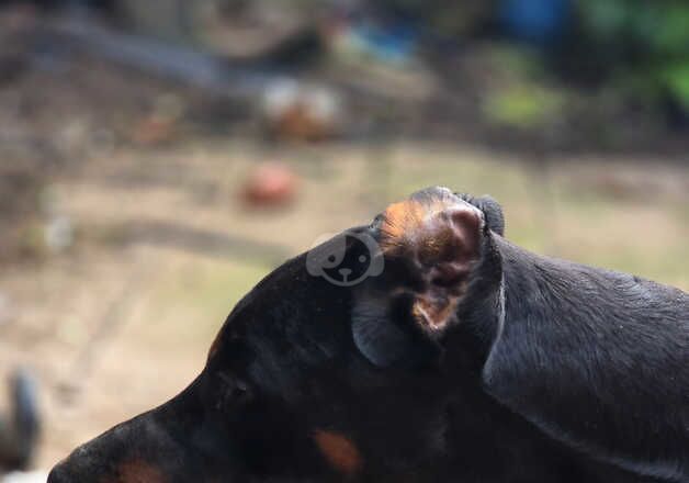 Doberman Puppies for sale in Cumbria