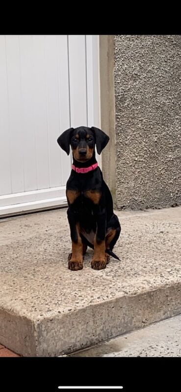 Dobermann Puppy In Need of New Home for sale in Belfast, County Antrim