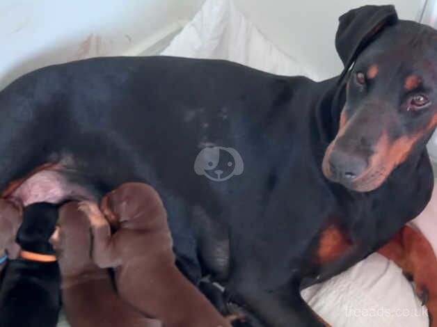 Dobermans for sale in Chepstow/Cas-Gwent, Monmouthshire