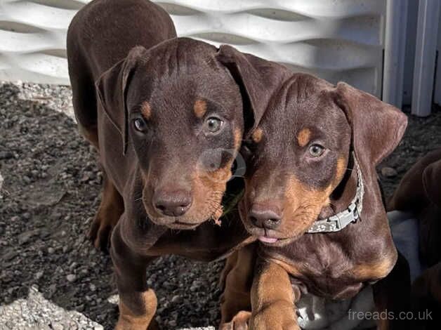 Energetic, highly Intelligent Doberman Pinscher puppies for sale in Wolverhampton, West Midlands