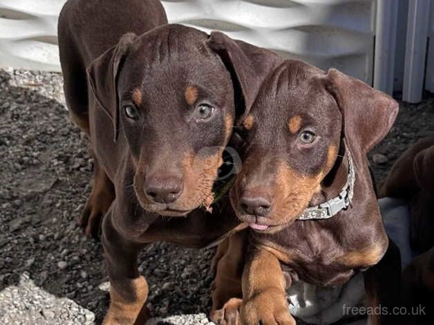 Energetic, highly Intelligent Doberman Pinscher puppies for sale in Wolverhampton, West Midlands - Image 2