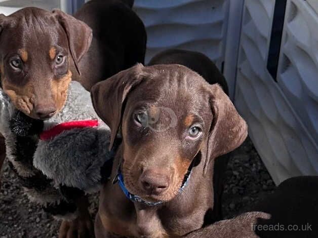 KC Registered Doberman Puppies for sale in West Midlands