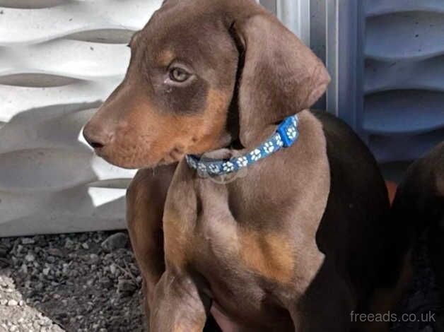 Doberman Puppies for sale