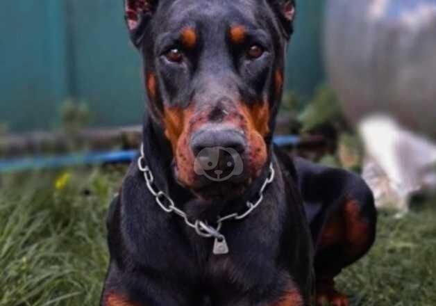 EUROPEAN DOBERMAN MALE for sale in Solihull, West Midlands