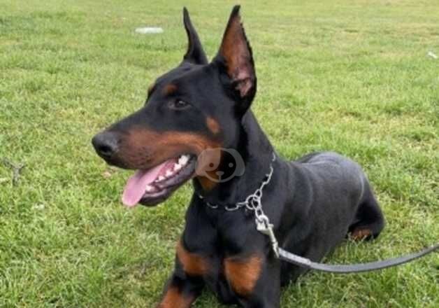 Dobermans for sale in Solihull, West Midlands