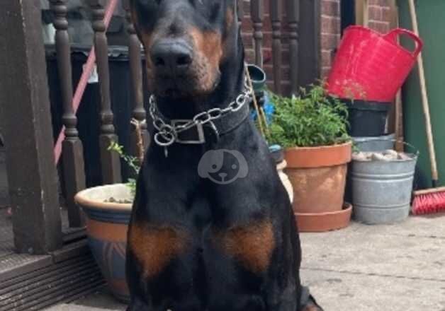 KC Registered Doberman Puppies for sale in West Midlands