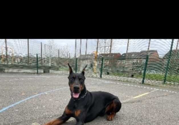 EUROPEAN DOBERMAN MALE for sale in Solihull, West Midlands - Image 4