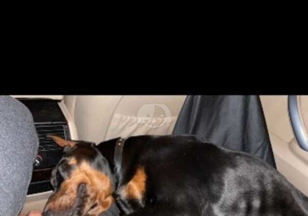 EUROPEAN DOBERMAN MALE for sale in Solihull, West Midlands - Image 5