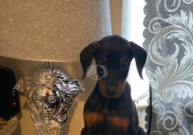 European Dobermann female puppy for sale in Doncaster, South Yorkshire