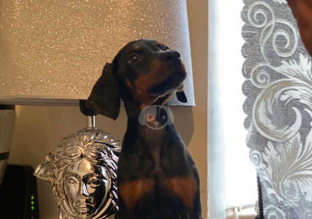 Dobermans for sale in Doncaster, South Yorkshire