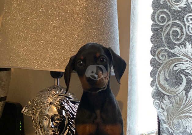 Doberman Puppies for sale