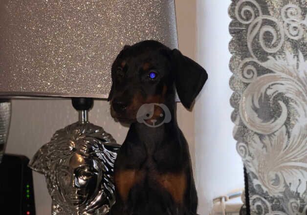 European Dobermann female puppy for sale in Doncaster, South Yorkshire - Image 5