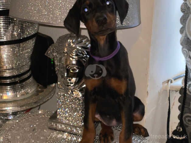 European Dobermann puppies for sale in Doncaster, South Yorkshire