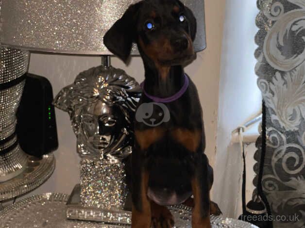 Dobermans for sale in Doncaster, South Yorkshire