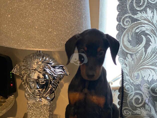 Doberman Puppies for sale