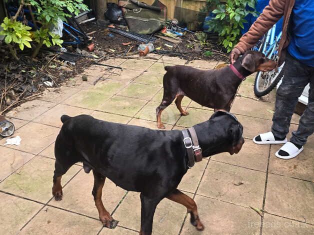 European male Dobermann for sale in Street, Cumbria