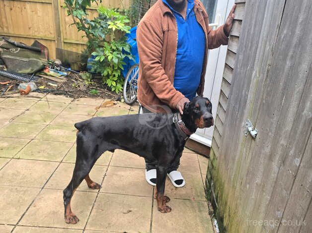 European male Dobermann for sale in Street, Cumbria - Image 2