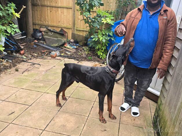 European male Dobermann for sale in Street, Cumbria - Image 3