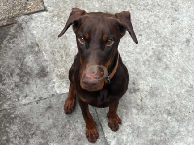 Female 8 month pup for sale in Lewisham, Lewisham, Greater London