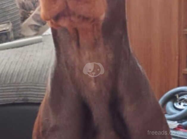 Female 8 month pup for sale in Lewisham, Lewisham, Greater London - Image 2