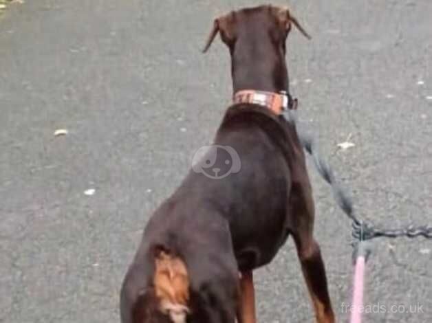 Doberman Puppies for sale in Greater London