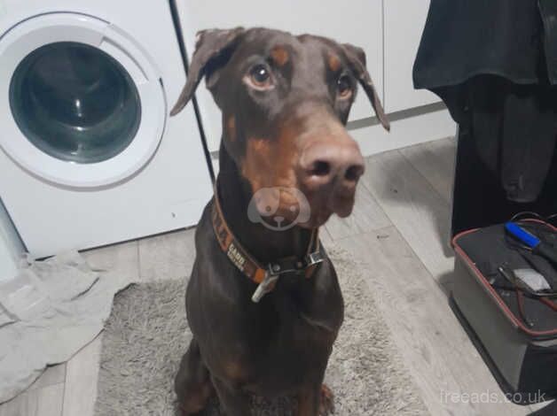 Female 8 month pup for sale in Lewisham, Lewisham, Greater London - Image 4