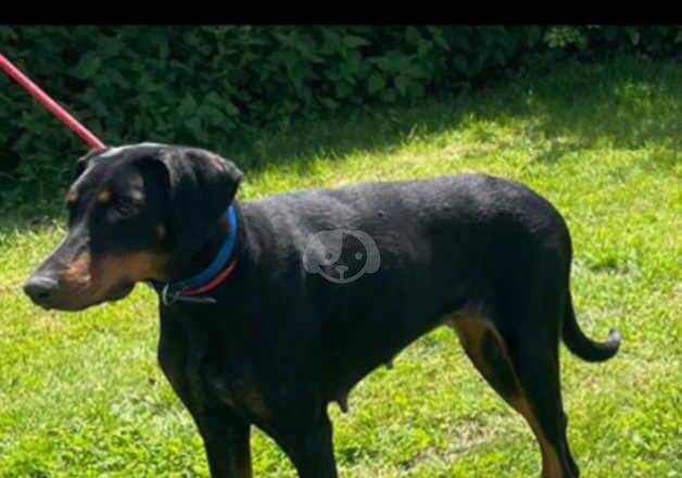 Female Doberman for sale in Braintree, Essex