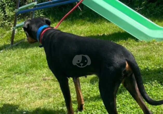 Female Doberman for sale in Braintree, Essex - Image 2