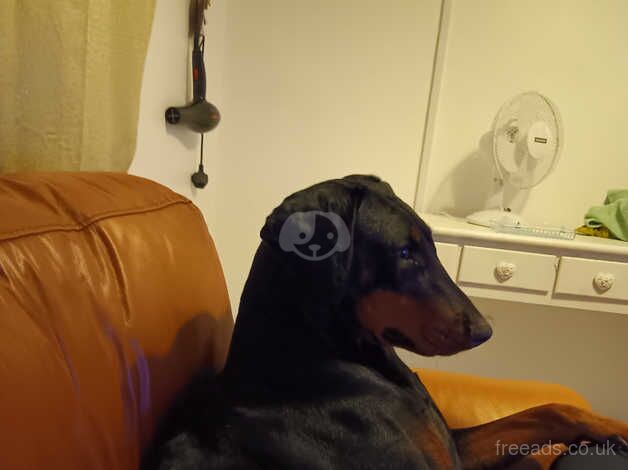 Female doberman for sale in Totton, Hampshire