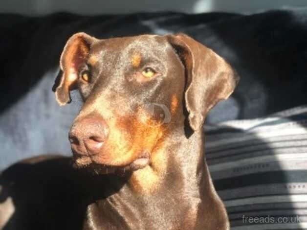 Female Dobermann for sale in Willenhall, West Midlands