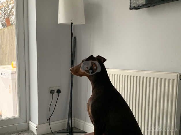 Dobermans for sale in Willenhall, West Midlands